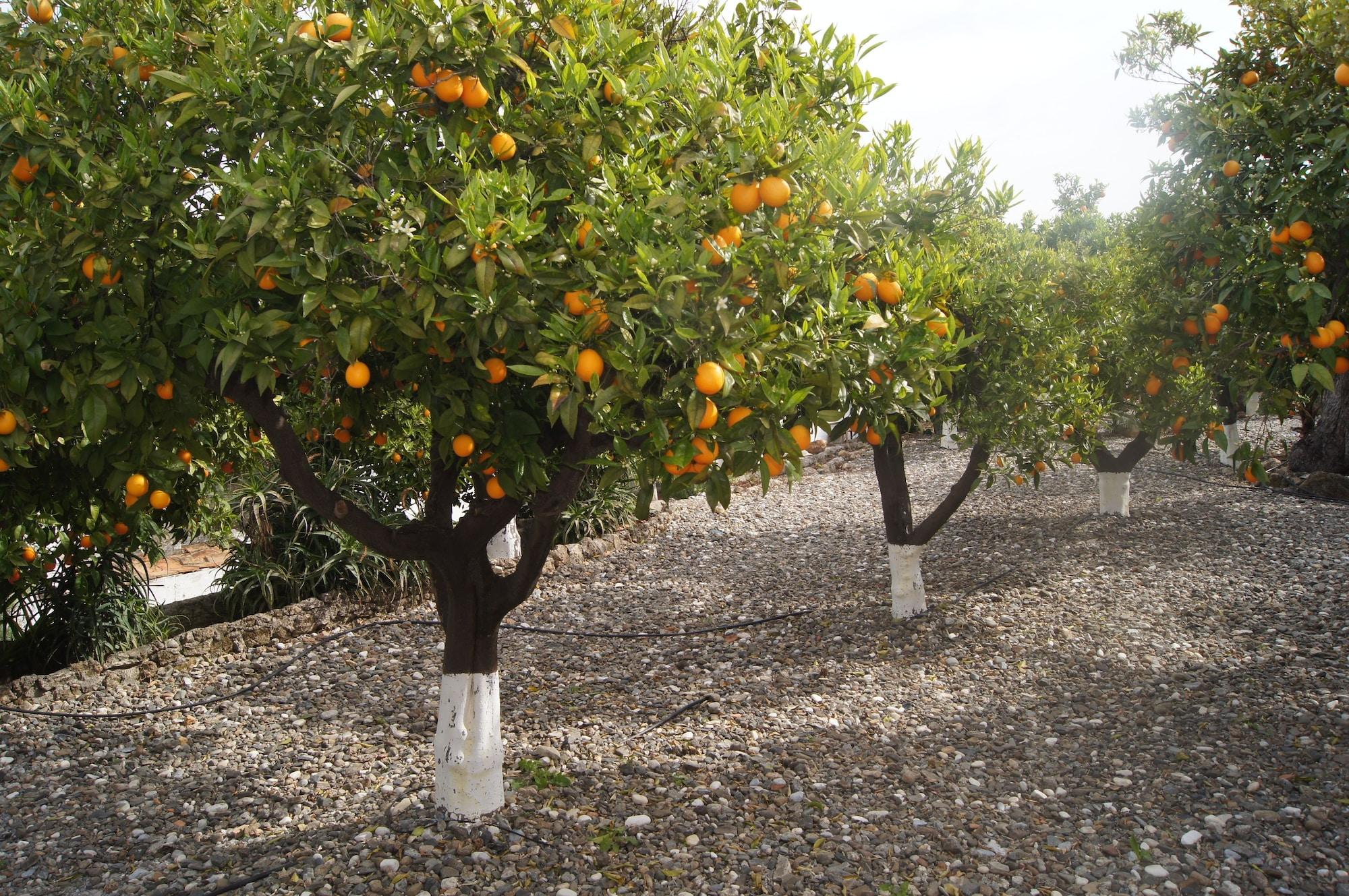 Casa De Orange Bed and Breakfast Alhaurín el Grande Εξωτερικό φωτογραφία