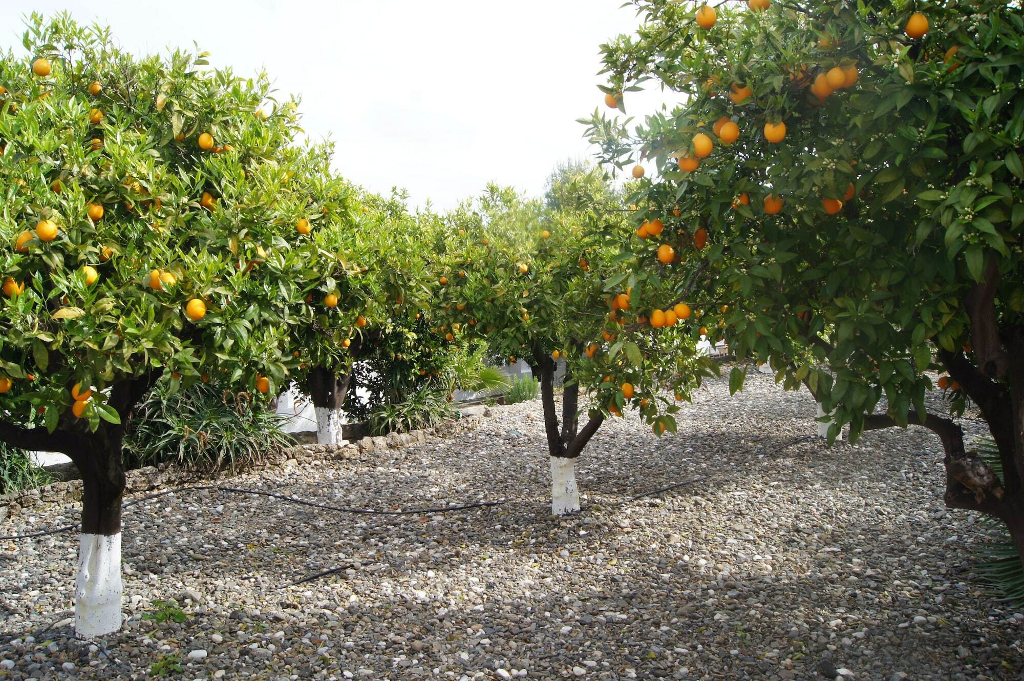 Casa De Orange Bed and Breakfast Alhaurín el Grande Εξωτερικό φωτογραφία